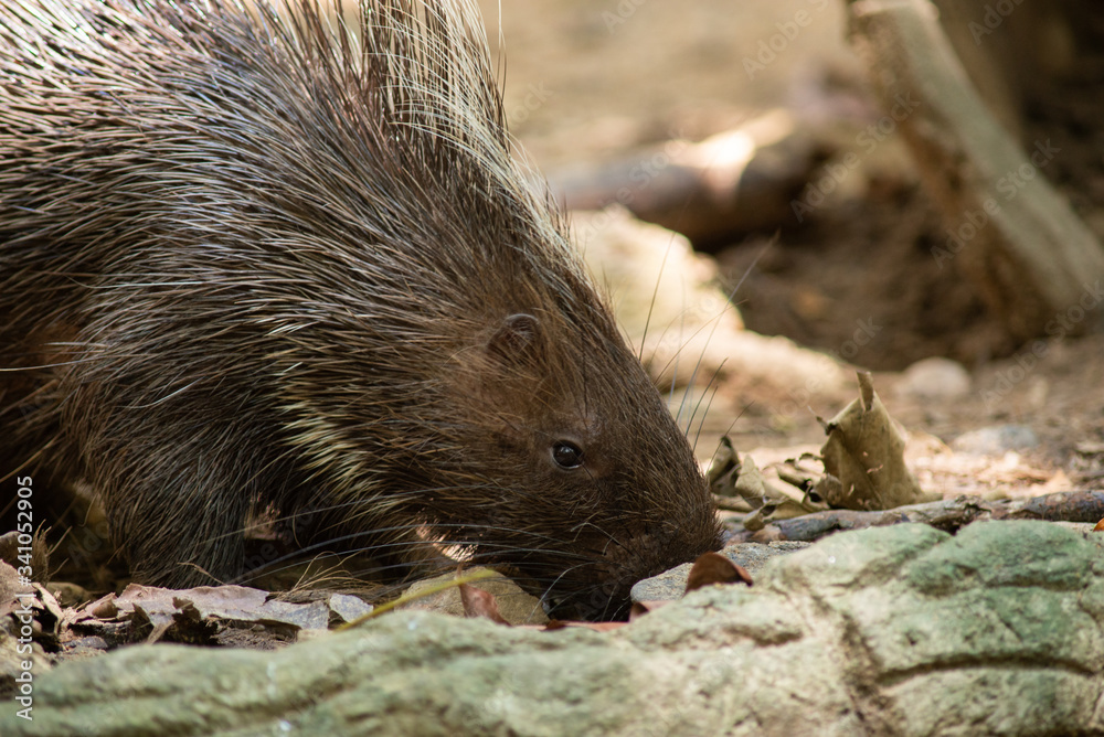 porcupine porcupine