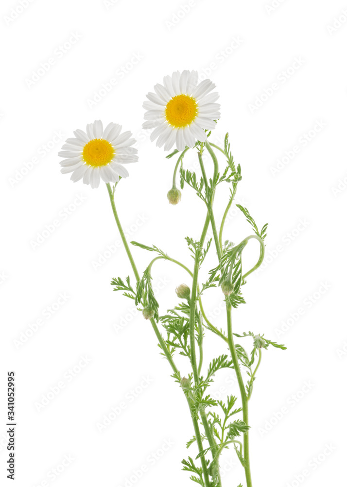 Chamomiles isolated on white background without shadow with clipping path Chamomiles isolated on white background without shadow with clipping path