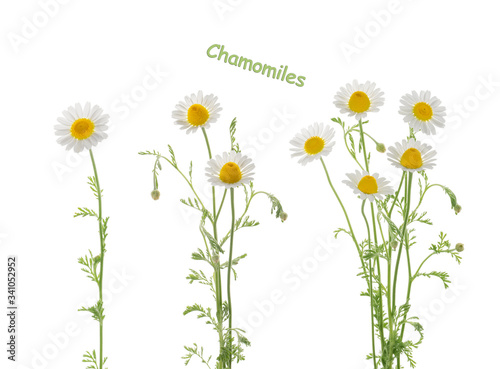 Chamomile isolated on white background without shadow