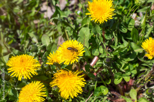 Cute bee and yellow flowers. Yellow dandelions bloomed in the park