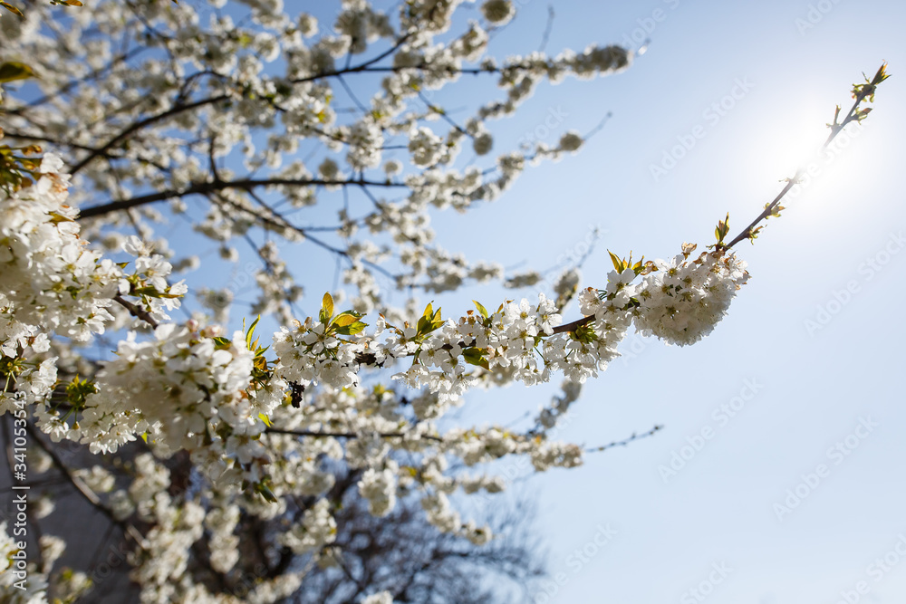 White blooms on a cherry tree in a spring garden White blooms on a cherry tree in a spring garden