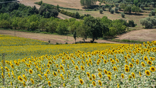 sunflower with sunflower field on a blurred background on a sunny day in Italy  Tuscany