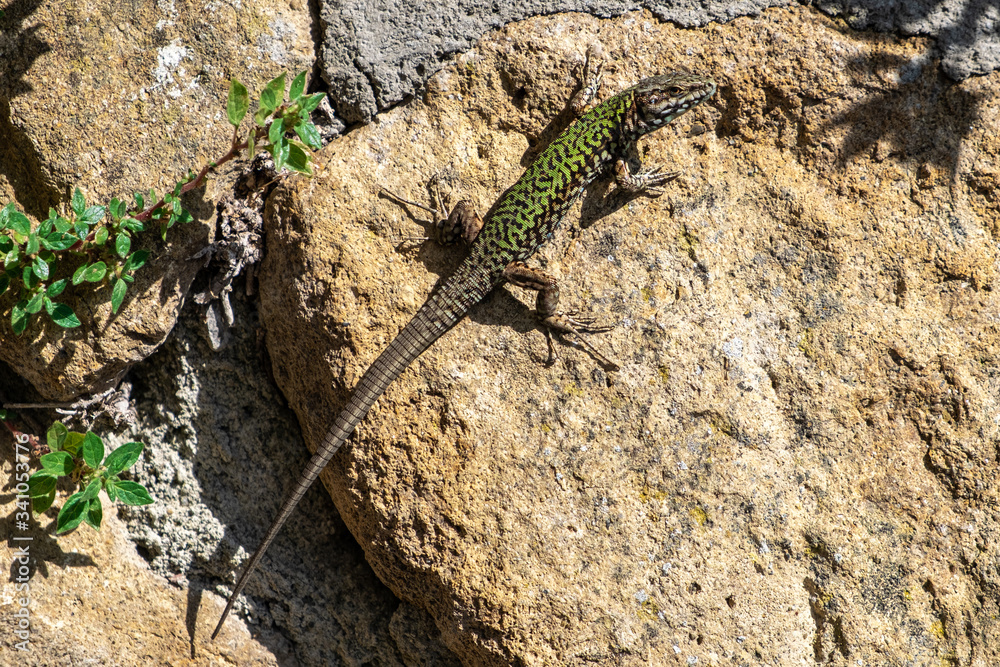 green lizard on a stone on a sunny summer day green lizard on a stone on a sunny summer day