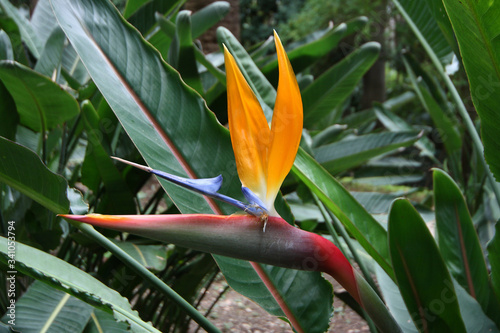  Plants in a botanical garden