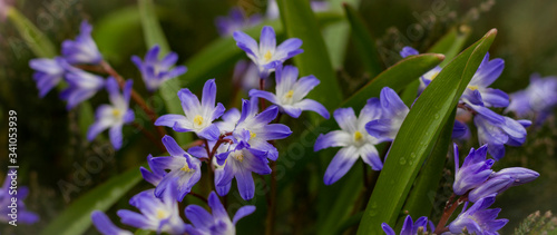 Вelicate blue flowers hionodoksa.Chionodoxa gigantea. spring. mood. photo