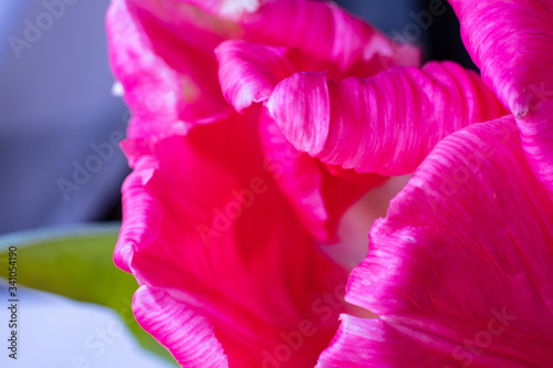 a beautiful close-up of the petals of a pink tulip flower. macro