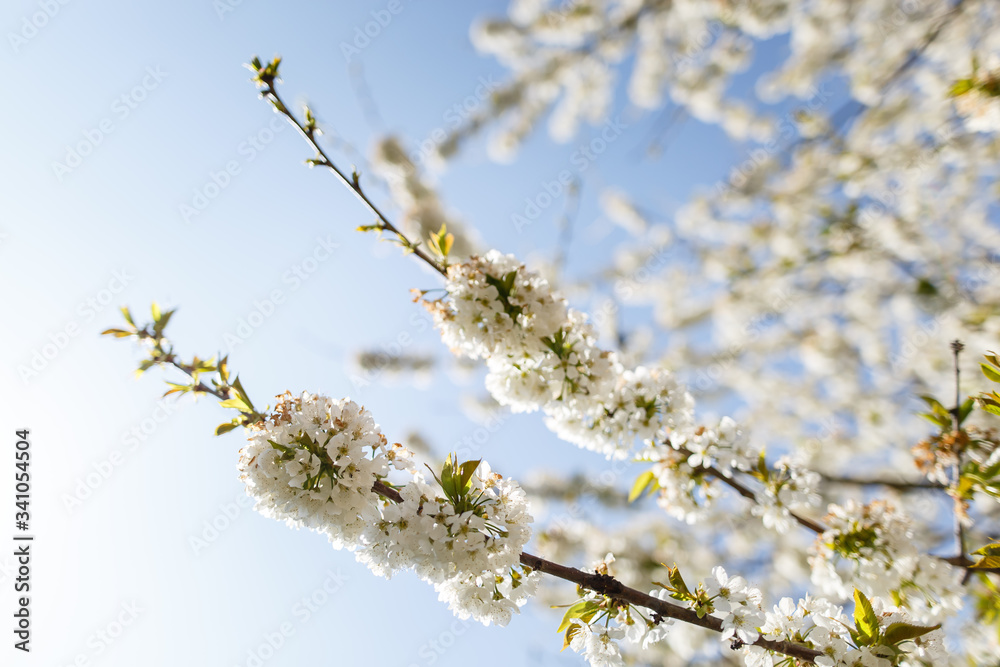 White blooms on a cherry tree in a spring garden White blooms on a cherry tree in a spring garden