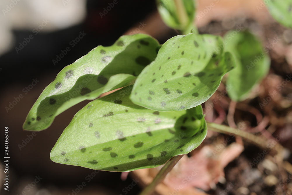 Drimiopsis maculata