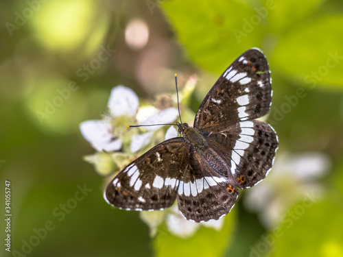 Eurasian white admiral photo