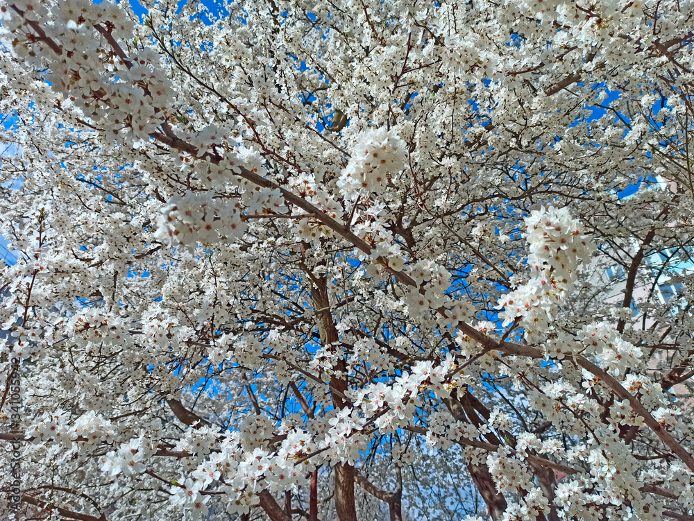 Blossoming cherry-plum on the blue sky background. White flowers. Spring garden Blossoming cherry-plum on the blue sky background. White flowers. Spring garden