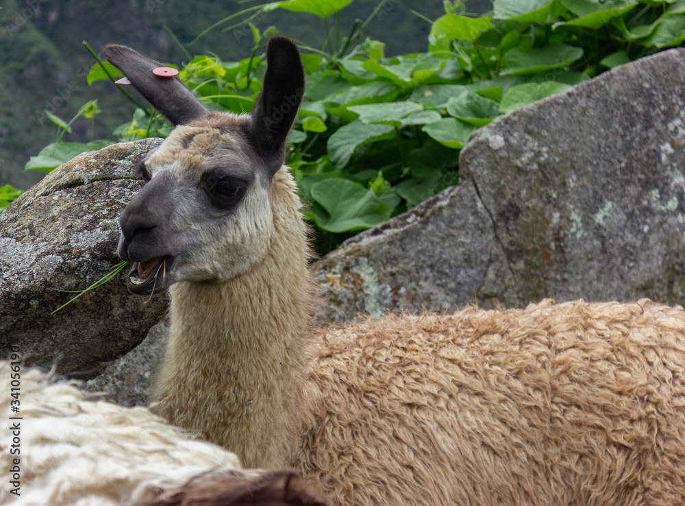 Obraz premium LLama alimentadoce