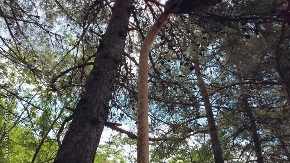 Old lantern in the forest. nature defeats man Old lantern in the forest. nature defeats man