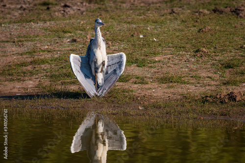 Grey Heron photo