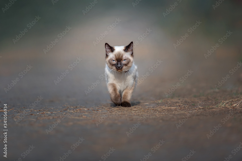 Cute cat walking outdoor. Sacred Burmese kitten running in nature.