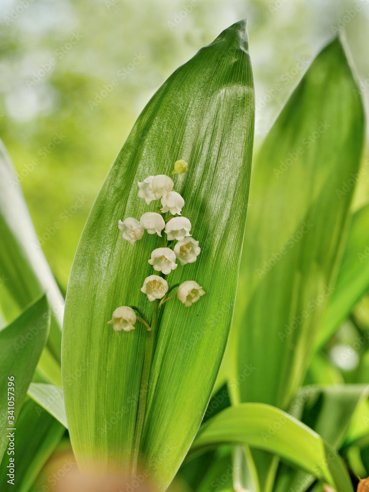 Lily of the valley flower Lily of the valley flower