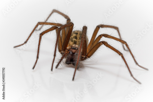 Wolf Spider In the Bath © malcolm