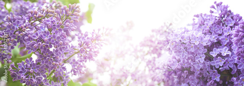 Beautiful blossoming lilac flowers on sunny spring day, space for text. Banner design