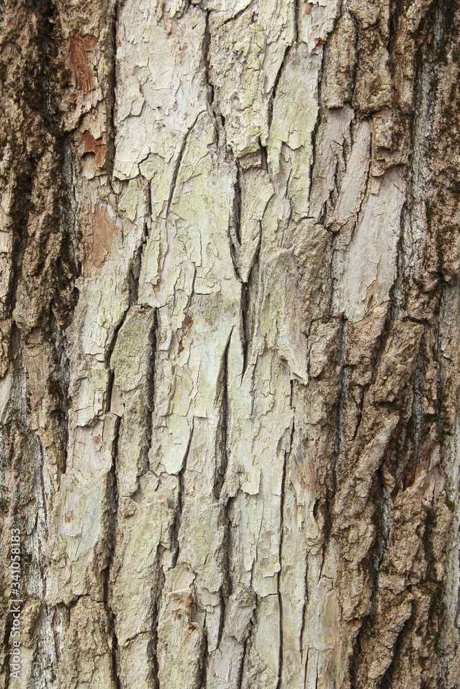 Old gray cracked wood bark texture. Tree trunk. Macro wood backdrop natural pattern. Old gray cracked wood bark texture. Tree trunk. Macro wood backdrop natural pattern.