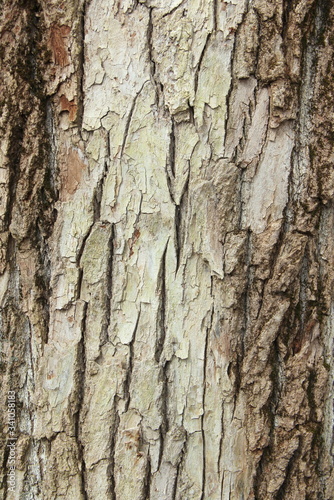 Fototapeta Naklejka Na Ścianę i Meble -  Old gray cracked wood bark texture. Tree trunk. Macro wood backdrop natural pattern. 