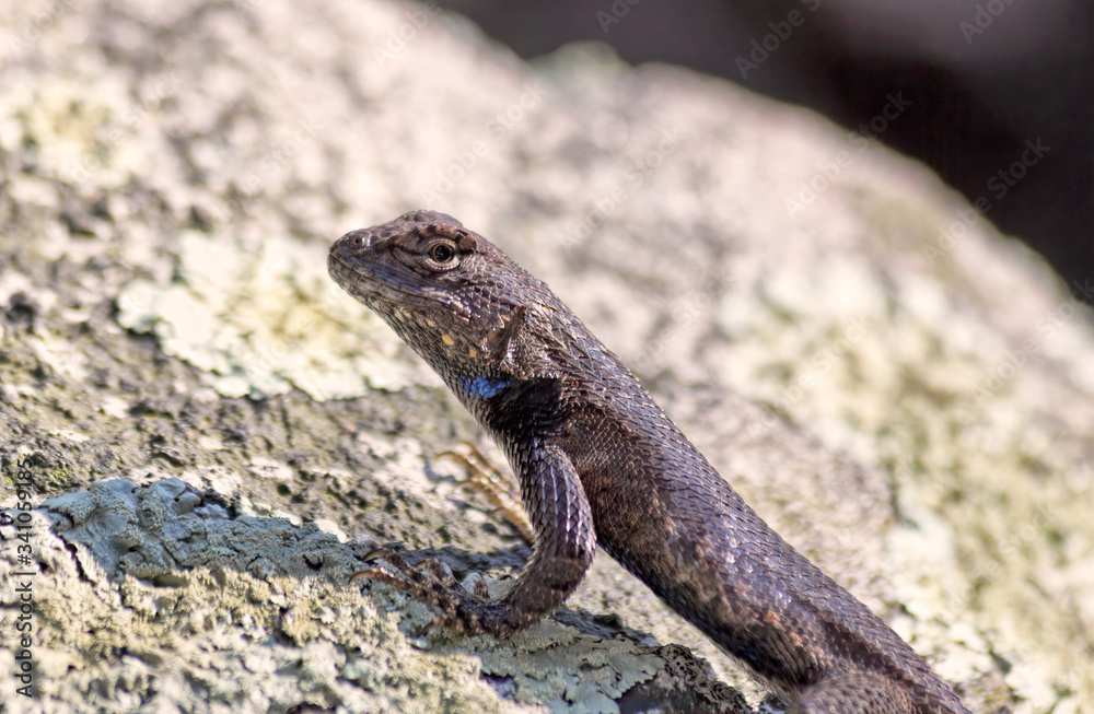 Lizard on Rock in Sunshine Lizard on Rock in Sunshine