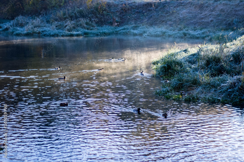ducks on the river ducks on the river