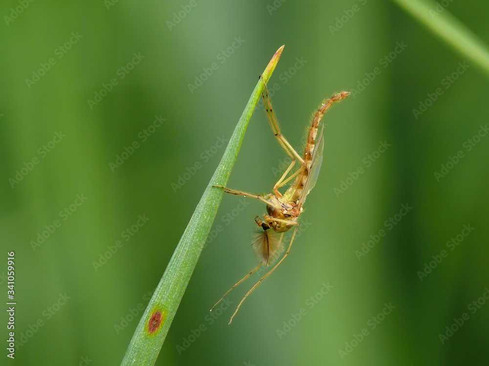 Mosquito insect on grass macro shot Mosquito insect on grass macro shot