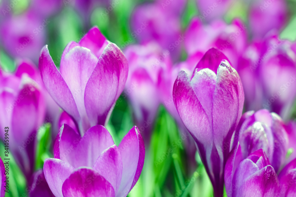 purple crocuses on a beautiful background purple crocuses on a beautiful background