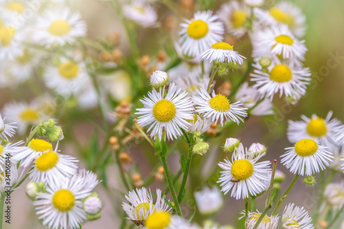 White and yellow daisy flowers on a green blurred background. © Dmitrii Potashkin