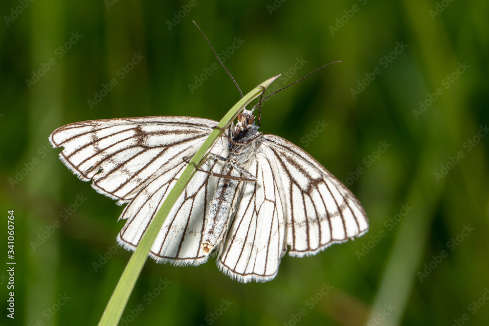 Black-veined moth (Siona lineata) in its natural habitat Black-veined moth (Siona lineata) in its natural habitat