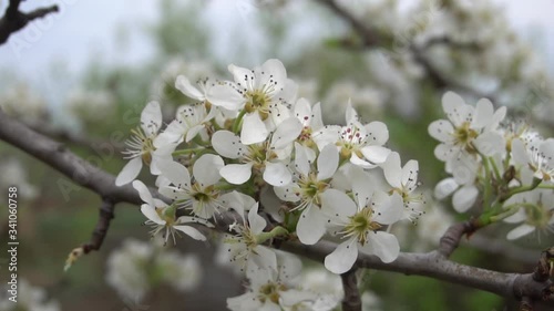 Blooming pear trees in the spring garden
