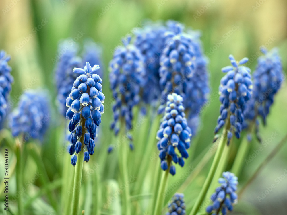 Muscari armeniacum plant with blue flowers. Muscari armeniacum plant with blue flowers.
