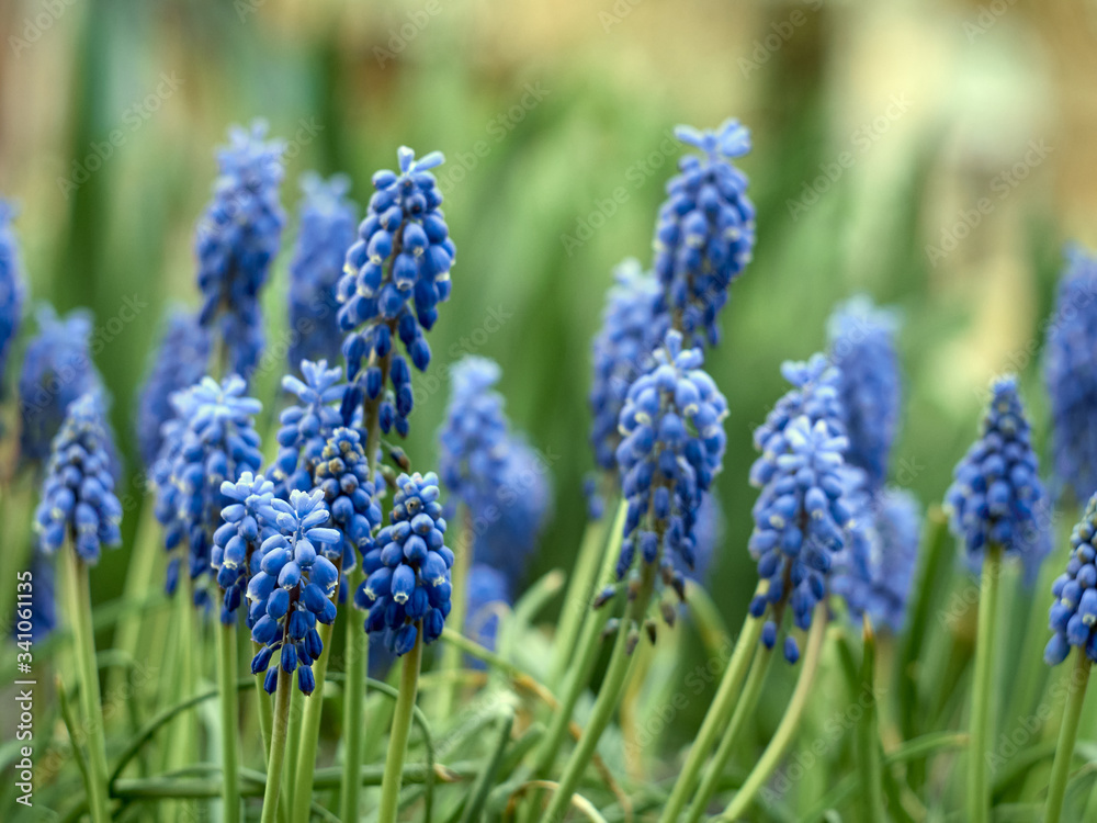 Muscari armeniacum plant with blue flowers. Muscari armeniacum plant with blue flowers.