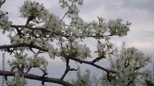 Blooming pear trees in the spring garden