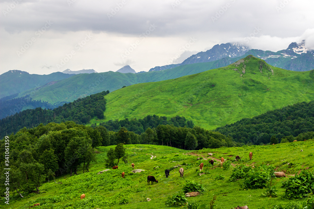Fototapeta premium Cows graze on mountainside on summer day