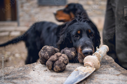 Black truffles recently recollected and two dogs at the background.