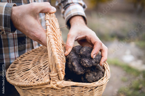 A caucasian man shows some black truffles recently recollected. photo