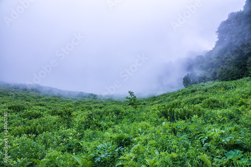 Green alpine meadow and edge of the forest in dense fog.