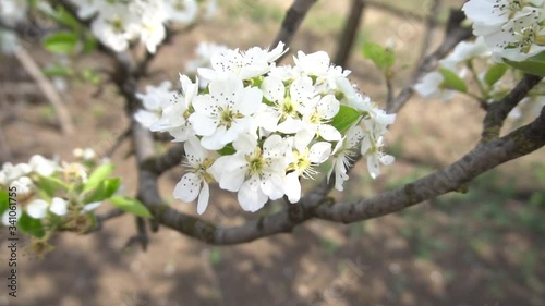 Blooming pear trees in the spring garden