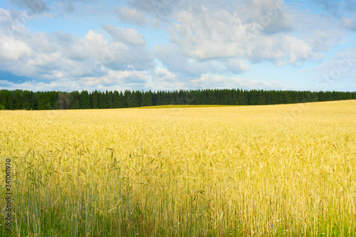 Wheet field harvest crop Es...