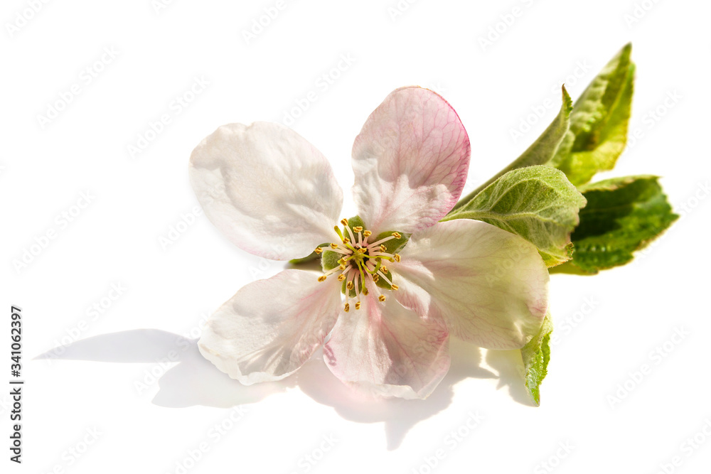 Apple blossom isolated on white background Apple blossom isolated on white background
