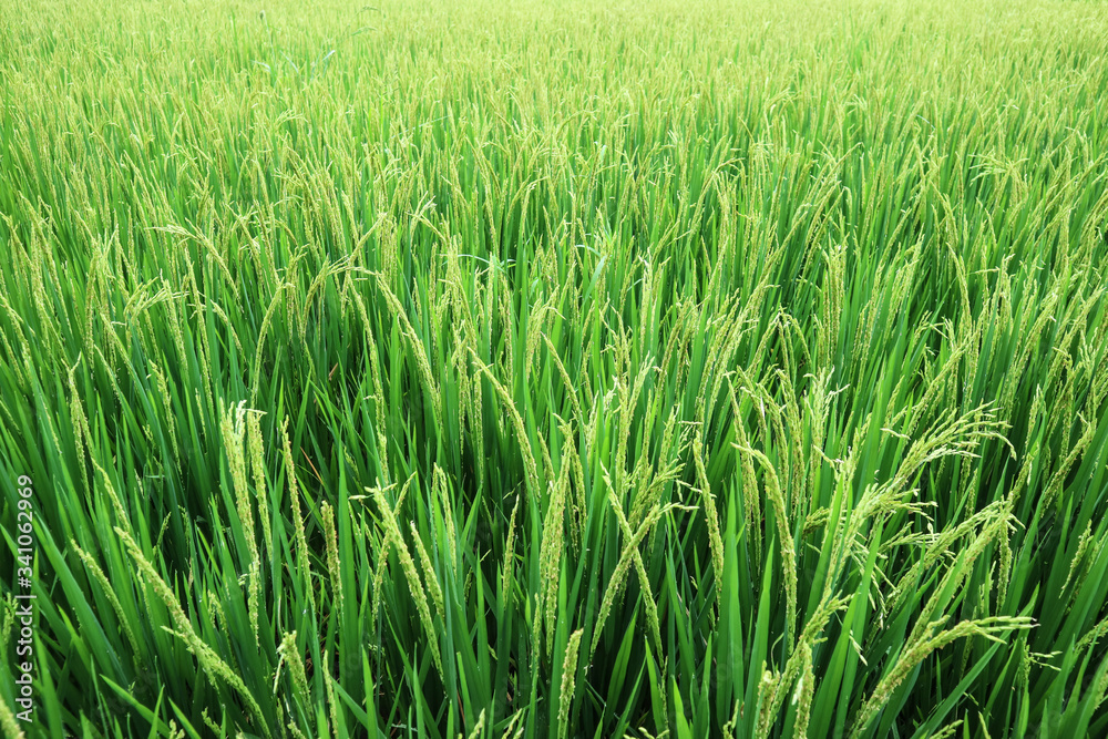 Green rice field Green rice field
