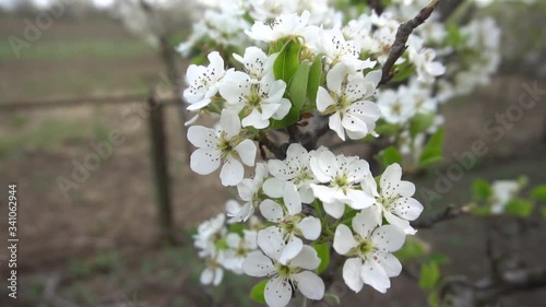 Blooming pear trees in the spring garden