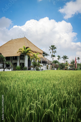 Wallpaper Mural Rice fields on Bali Torontodigital.ca