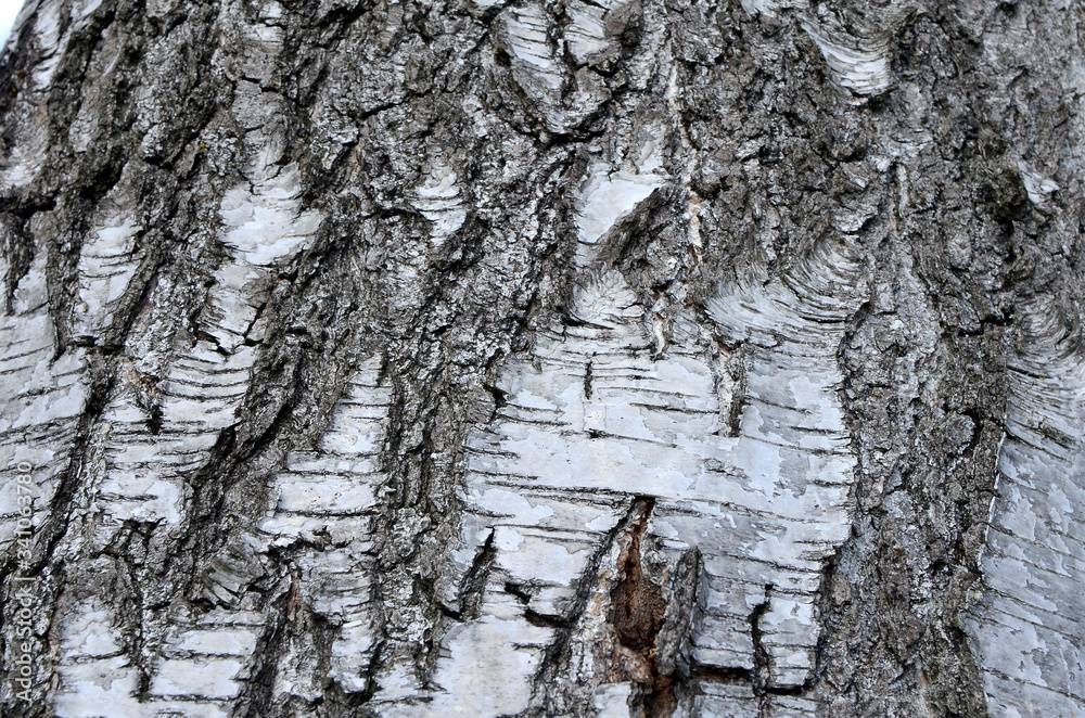 Obraz premium birch tree bark texture close-up natural background 
