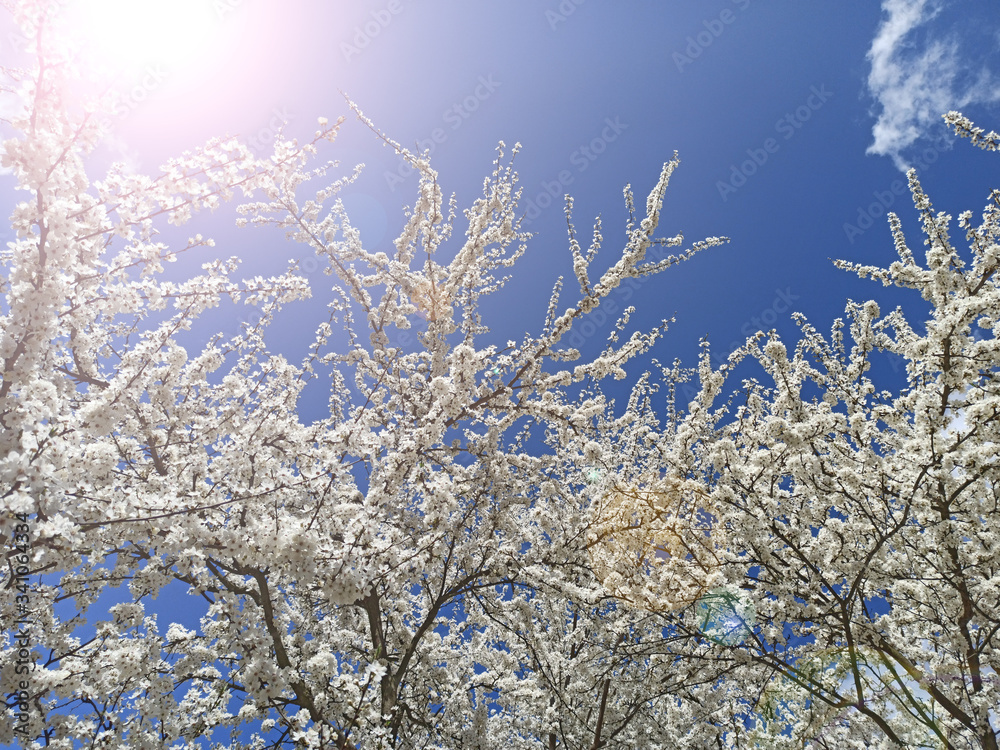 Blossoming cherry-plum on the blue sky background. White flowers. Spring garden