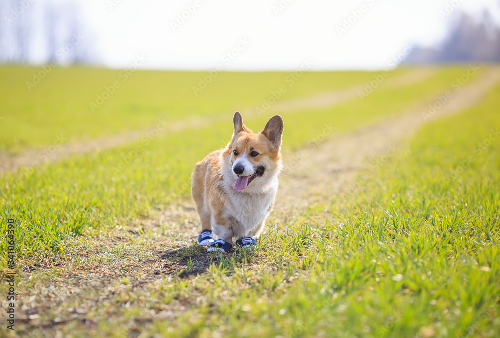 portrait of Golden puppy dog Corgi in funny sneakers walking on a spring green meadow on a Sunny day