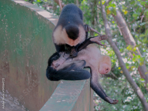 Monkey flea check in Mayan Eden photo