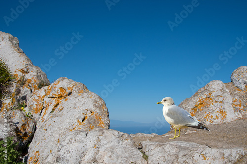 Young seagull perched and standing on sea stone wall. Juvenile seagull.