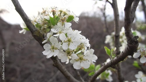 Blooming pear trees in the spring garden