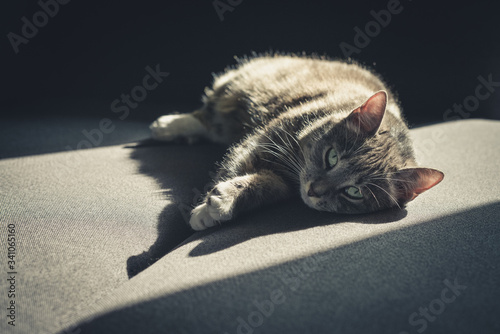 Grey tabby cat laing on sofa photo